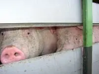 Saveetra en Veetrans gaan praten featured image