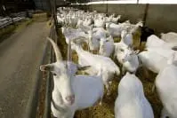 Vervoer geiten en schapen verboden featured image