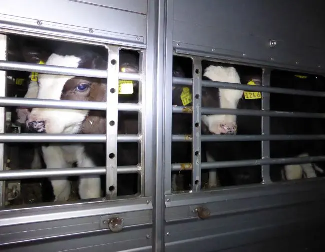 VIDEO – ‘Stop ziekmakende kalvertransporten’ featured image