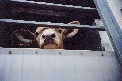 Extra toezicht op veetransport featured image