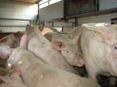 Transporteurs niet blij met verbod op veetransport boven 30°C featured image