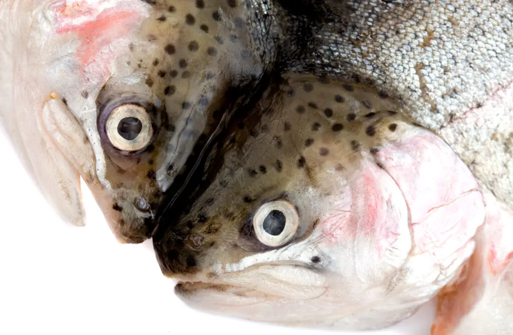 Rotterdam Food Hub bij Maasvlakte featured image