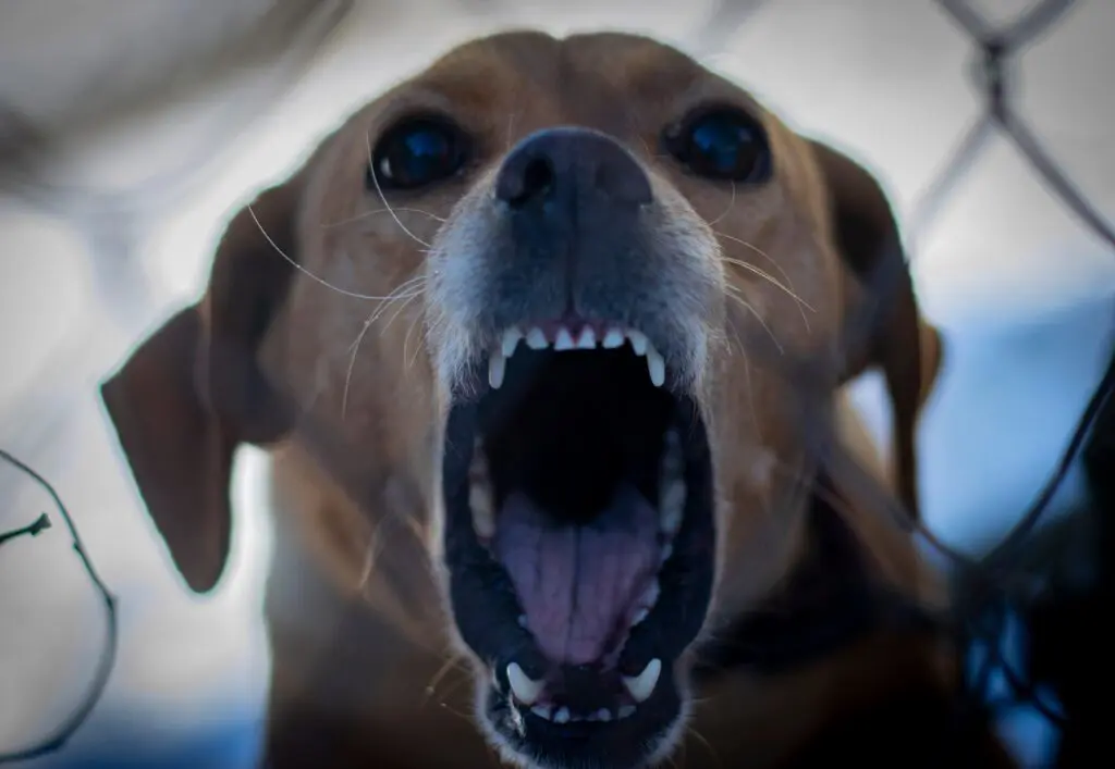 Pakketbezorger geen ongevaarlijke baan: jaarlijks honderden hondenbeten featured image