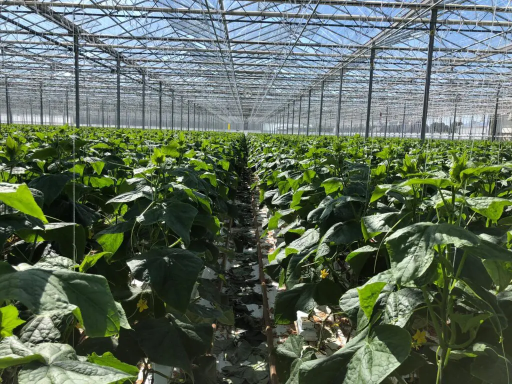 Albert Heijn, Eneco en Bakker Barendrecht versnellen verduurzaming Nederlandse glastuinbouw featured image